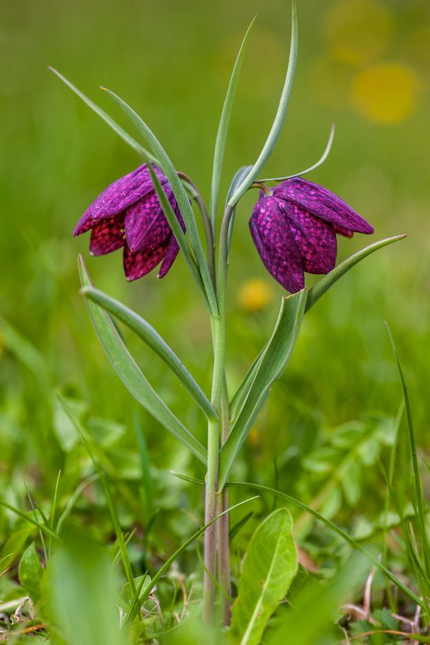Bell-shaped flower with magenta-purple petals checked with hot pink. Two blossoms bow among long, sinuous leaves in this photograph.