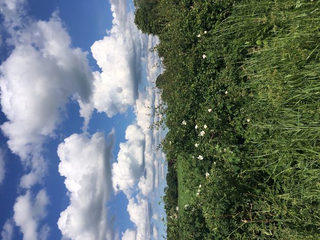 A hedgerow of white roses fills the bottom half of this vertical photograph. Puffy white clouds glide across a bright blue sky above.